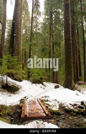 Trail zu Sol Duc Falls - Olympic Nationalpark, Washington Stockfoto