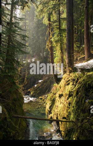 Trail zu Sol Duc Falls - Olympic Nationalpark, Washington Stockfoto
