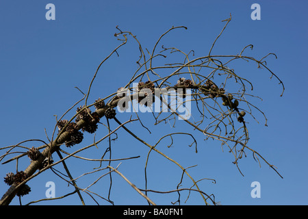 Nahaufnahme von Tannenzapfen auf toter Baum Stockfoto