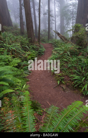 Weg durch die riesigen Redwood-Bäume, eingehüllt in Nebel Redwood Nationalpark Kalifornien USA Stockfoto