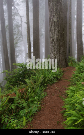 Weg durch die riesigen Redwood-Bäume, eingehüllt in Nebel Redwood Nationalpark Kalifornien USA Stockfoto