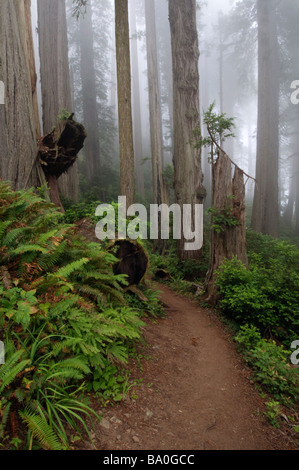 Weg durch die riesigen Redwood-Bäume, eingehüllt in Nebel Redwood Nationalpark Kalifornien USA Stockfoto