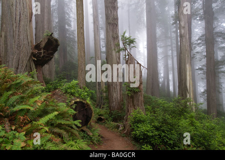 Weg durch die riesigen Redwood-Bäume, eingehüllt in Nebel Redwood Nationalpark Kalifornien USA Stockfoto