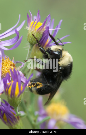 Eine Biene bestäubt Wildblumen in Sequoia und Kings Canyon Nationalpark Kalifornien USA Stockfoto