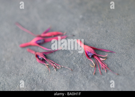 FUCHSIE FEHLT VARIEGATA GEFALLEN BLUMEN Stockfoto