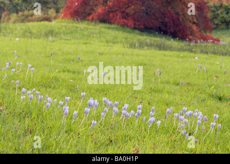 IM HERBST BLÜHENDEN KROKUS CROCUS SPECIOSUS Stockfoto