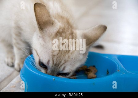 Ein Kätzchen sein Essen aus einer Schüssel blau Stockfoto