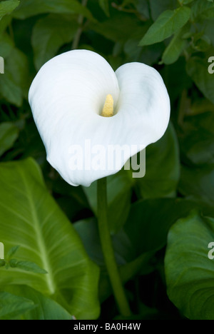 ZANTEDESCHIA AETHIOPICA WEIßER ARUM LILIE Stockfoto