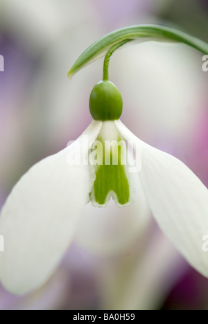 Galanthus "Gerard Parker" Stockfoto