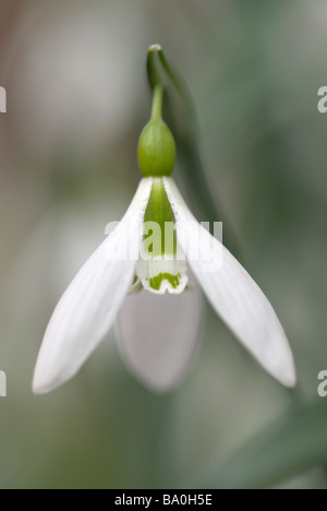 Galanthus gracilis Stockfoto
