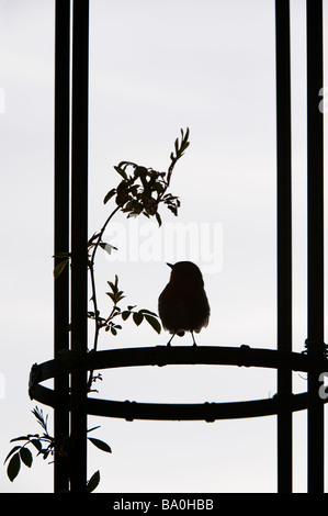 Silhouette einer Robin sitzen auf einer Laube im Garten. Großbritannien Stockfoto