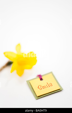 Smile Label und Narzisse Tete ein Tete Blume auf weißem Hintergrund Stockfoto