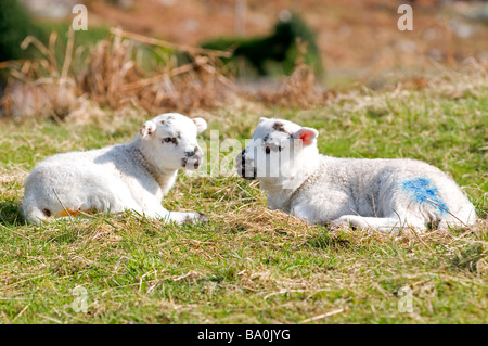 Twin Blackfaced Lämmer an der schottischen Westküste in Applecross Ross-Shire Schottland UK SCO 2276 Stockfoto