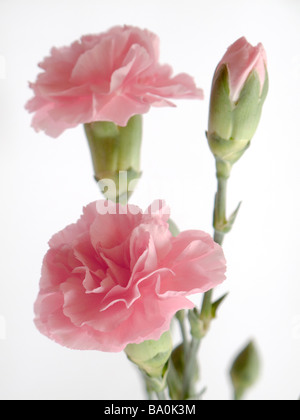 Soft-Fokus Detailansicht rosa Nelke Blumen und grüne Knospe Stockfoto