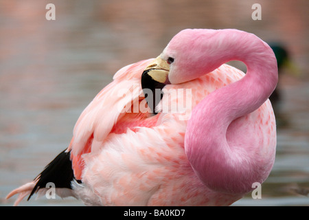 Rosafarbene Flamingofedern, während sie im Wasser stehen, Gloucestershire, England, Vereinigtes Königreich. Stockfoto