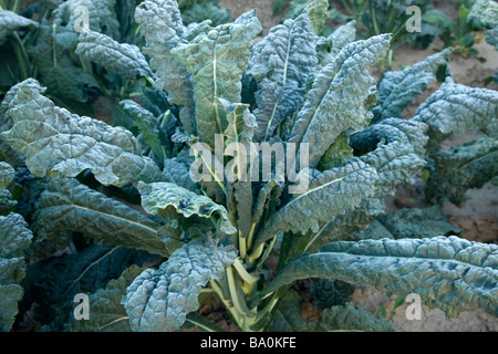 Italienische Kale 'Brassica oleracea', Bio-Blattgemüse. Stockfoto