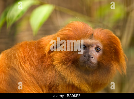 Goldener Löwe Tamarin Leontopithecus rosalia Stockfoto