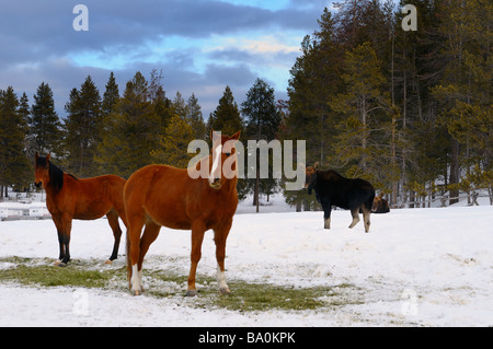 Paar von Quarter Horses und wild Moose Pferd Essen in einem Feld im Winter am Dreieck X Ranch Grand Teton Nationalpark Wyoming USA Stockfoto