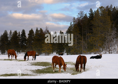 Gruppe von Quarter Horses und Elche in einem Feld am Dreieck x Ranch Grand Teton National Park Wyoming Stockfoto