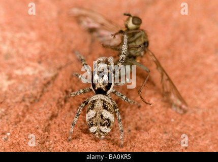 Zebra springenden Spinne Salticus Scenicus mit Beute Stockfoto