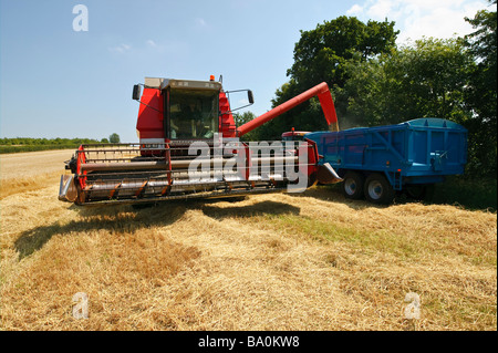 Erntezeit in die Felder "North Norfolk" Großbritanniens produziert Weizen Stockfoto
