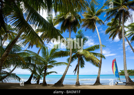 Wunderschönen Playa Bonita mit Palmen und Hobie Cat Las Terranas Samana Dominikanische Republik Stockfoto