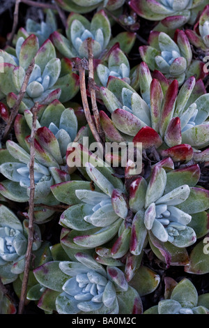 Saftige Küsten Blumen in den Point Lobos State Reserve, Kalifornien, USA Stockfoto