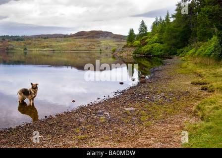 Reflexion des Deutschen Schäferhundes und Hang auf der entfernten Loch Ordie, nr Dunkeld, Schottland, aufgenommen im Herbst getroffen Stockfoto