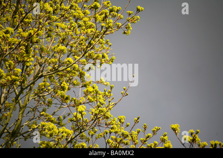 Neuer Frühling Wachstum, Blätter angehende auf Baum, stürmischen Wolke im Hintergrund Stockfoto