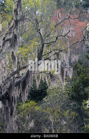 Spanisch Moos eine blühende Pflanze in der Familie Bromeliaceae die Bromelien wachsen auf einem Baum in St. Helena Island South Carolina Stockfoto