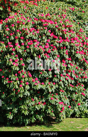 eine große Rhododendron-Busch in voller Blüte, bei Glendurgan Gardens, Cornwall, uk Stockfoto