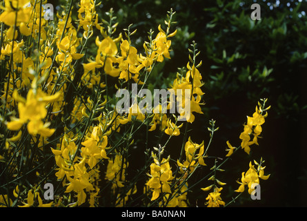 Spartium Junceum, Spanisch Besen Stockfoto