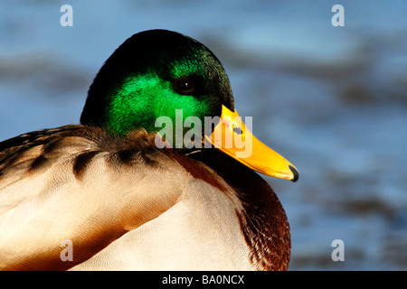 Porträt eines männlichen Mallard Drake Ente Anas platyrhynchos Stockfoto