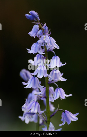 Spanisch Bluebell, Hyacinthoides hispanica Stockfoto