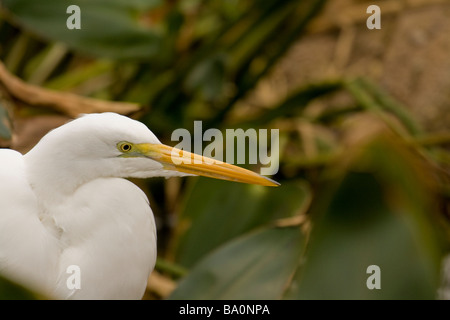 Snowy Egret waten im Wasser Stockfoto