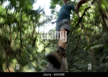 Überqueren eine Überdachung zu Fuß hoch oben über dem Dschungel Boden in Mulu auf der Insel Borneo Malaysia Stockfoto