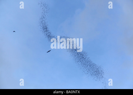 Tausende von Fledermäusen fliegen aus Deer Cave, wohl die größten Höhlenpassage der Welt in Mulu, Borneo Malaysia Stockfoto