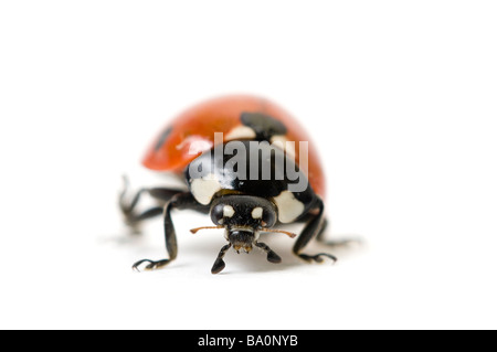 Sieben-Punkt-Marienkäfer oder Marienkäfer Coccinella 7 Trommler Stockfoto