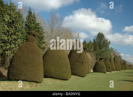 Clipsham Yew Tree Avenue, Rutland, England, Vereinigtes Königreich Stockfoto