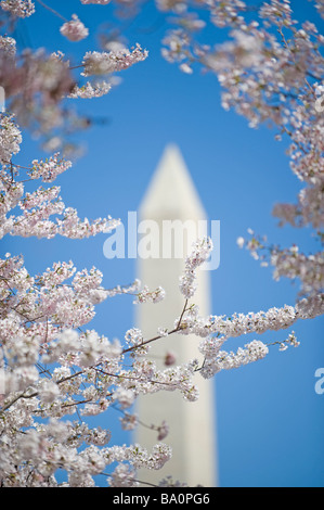 Washington Monument mit Kirschblüten Stockfoto