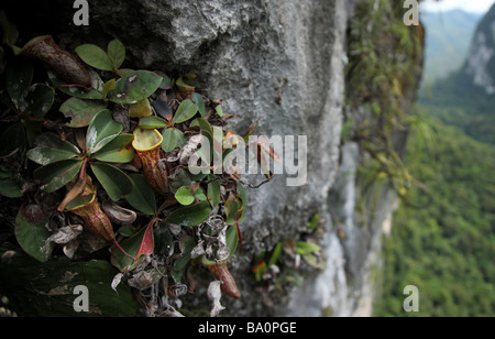 Sehr seltene Kannenpflanze festhalten an der Klippe des Gunung Benarat in Mulu-Nationalpark Stockfoto