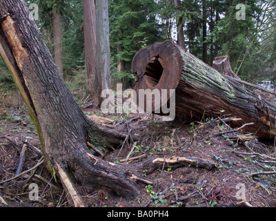 Geschnitten Sie Western Red Cedar in Stanley Park Vancouver nach dem Wind-Sturm von 2006 Stockfoto