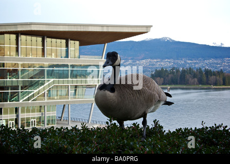 Kanada-Gans Bewachung Nest in Pflanzer Vancouver Handel Convention Centre 2010 Winter Olympics Medien ausgestrahlt Hauptsitz Stockfoto