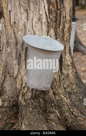 Metall-Eimer auf eine Zucker-Ahorn Stockfoto