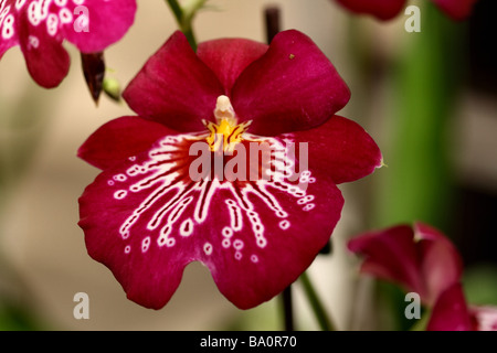 Ein Stiefmütterchen-Orchidee, Miltonia, rote Blume blühen in der Nähe, oder Makro zeigt Detail und Struktur Blume Stockfoto