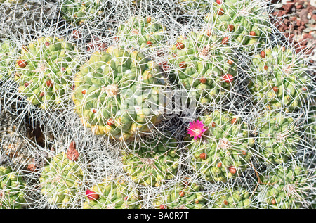 Mammillaria Compressa Kaktus mit Blüte Stockfoto