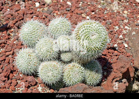 Mammillaria Geminispina Kaktus. Stockfoto