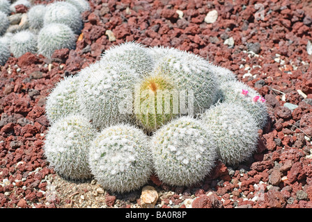 Mammillaria Geminispina Kaktus. Stockfoto