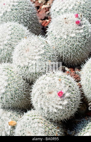 Mammillaria Geminispina Kaktus hautnah. Stockfoto