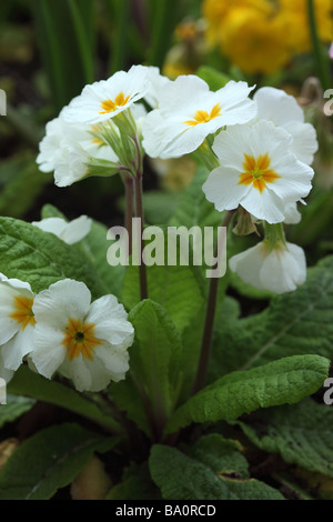 Nahaufnahme einer weißen primula, die in einem Quellgarten in Wiltshire, Großbritannien, blüht Stockfoto